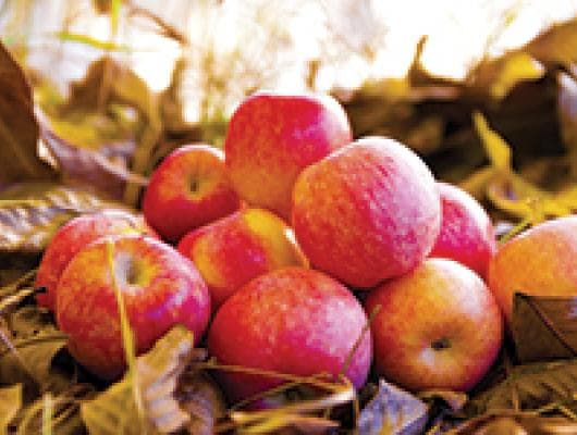 Apples let us savour the flavours of fall